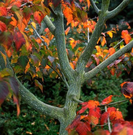 Acer Capillipes