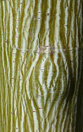 Acer Davidii Viper