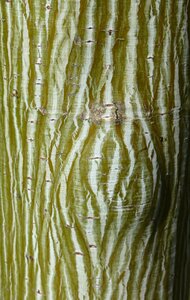 Acer Davidii Viper