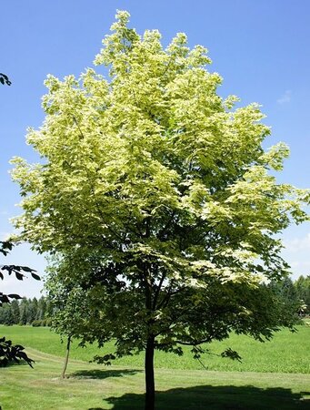 Acer Drummondii