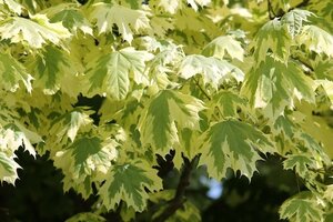 Acer Drummondii