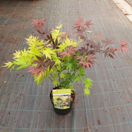 Acer Palmatum Festival C3