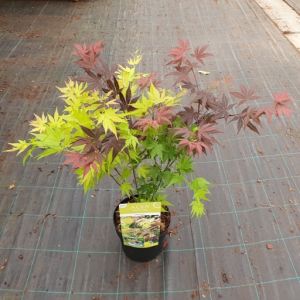 Acer Palmatum Festival C3