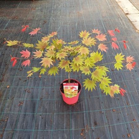 Acer Palmatum Moonrise C3
