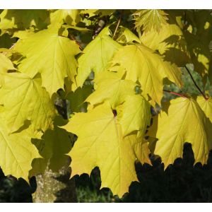 Acer Platanoides Princeton Gold