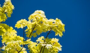 Acer Platanoides Princeton Gold