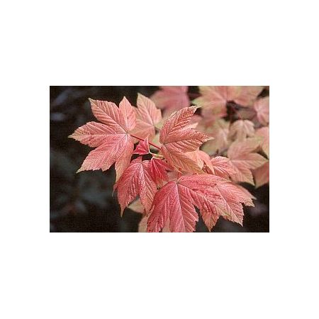 Acer Pseudoplatanus Brilliantissimum (Top Worked At 120Cm) 12L Container