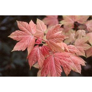 Acer Pseudoplatanus Brilliantissimum (Top Worked At 120Cm) 12L Container