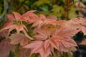 Acer Pseudoplatanus Brilliantissimum (Top Worked At 120Cm) 12L Container