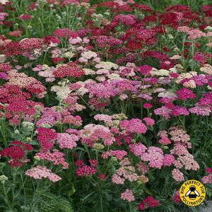 Achillea Summer Berries Kings Seeds