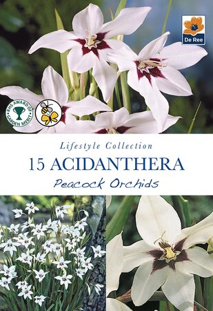 Acidanthera Peacock Orchids - 15 Bulb Pack
