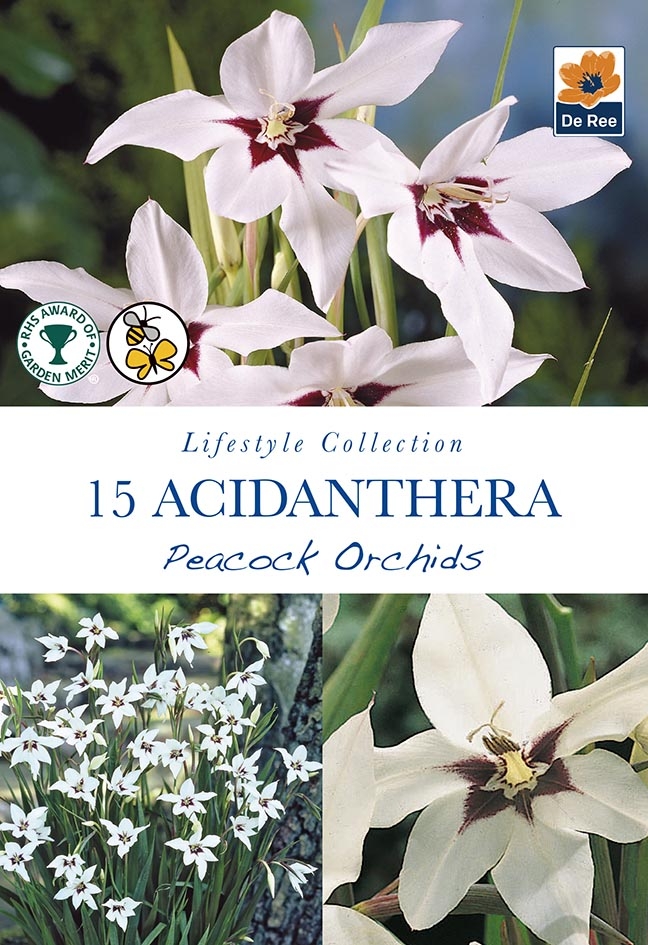 Acidanthera Peacock Orchids 15 Bulb Pack Horticentre Your Family