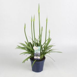 Agapanthus Amourette Superb P17 pot c.60cm 