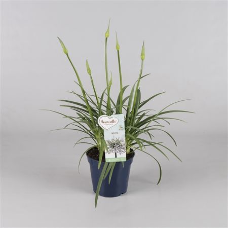 Agapanthus Amourette White P17 Pot C.40Cm