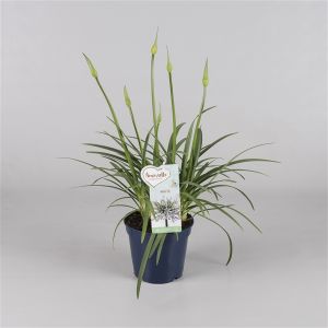 Agapanthus Amourette White P17 Pot C.40Cm