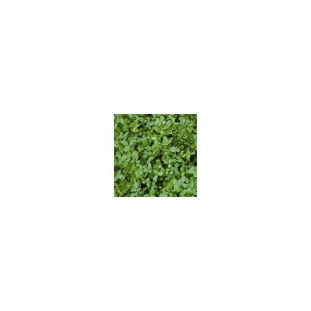 Alfalfa - Green Manures - Kings Seeds