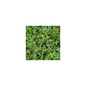Alfalfa - Green Manures - Kings Seeds