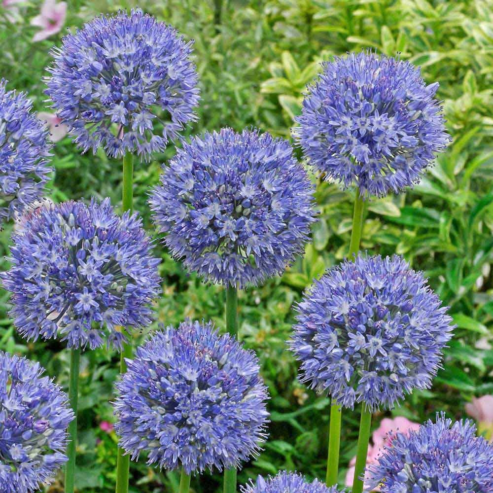 Azureuma Allium Caeruleum Azureum _ Allium Azureum – XNCNS