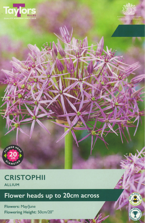 Allium- Christophii - 7 Bulb Pack