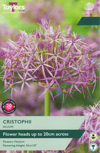 Allium- Christophii - 7 Bulb Pack