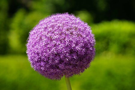 Allium Giganteum Size 18/20