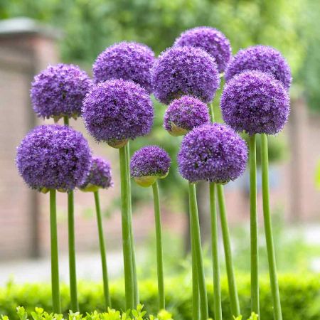 Allium Gladiator Size 18+
