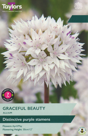 Allium Graceful Beauty 8 Bulb Pack