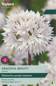 Allium Graceful Beauty 8 Bulb Pack