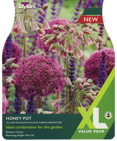 Allium - Honey Pot - 18 Bulb Pack