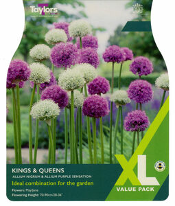 Allium Mix - Kings & Queens - 18 Bulb XL Pack