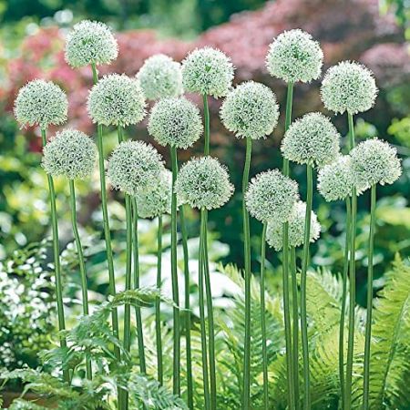 Allium Mount Everest Size 18+
