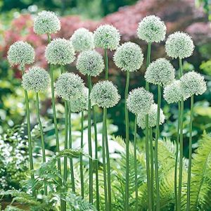 Allium Mount Everest Size 18+