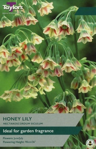 Allium Nectaroscordum Siculum - Honey Lily - 9 Bulb Pack