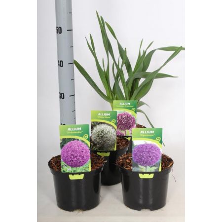 Allium Normal Mix C2 Pot C.30Cm