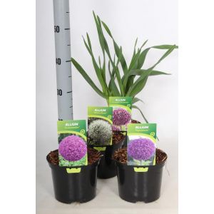 Allium Normal Mix C2 Pot C.30Cm