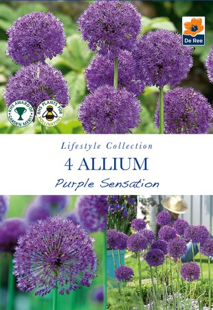 Allium - Purple Sensation - 4 Pack