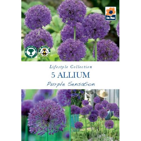 Allium - Purple Sensation - 5 Pack