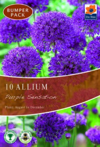 Allium - Purple Sensation Mix - 10 Bulb Bumper Pack