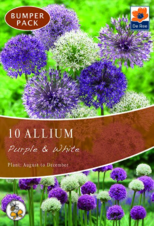 Allium - Purple & White - 10 Bulb Pack