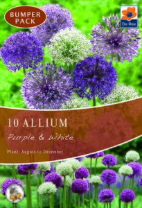 Allium - Purple & White - 10 Bulb Pack