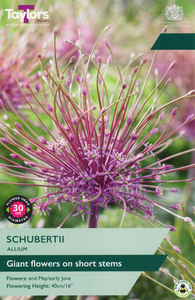 Allium - Schubertii - 3 Bulb Pack