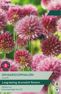Allium - Sphaerocephalon - 30 Bulb Pack