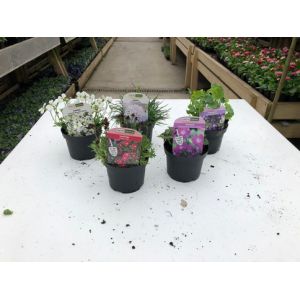 Alpines £1.85 Each 10 For £17.00 - Our Selection