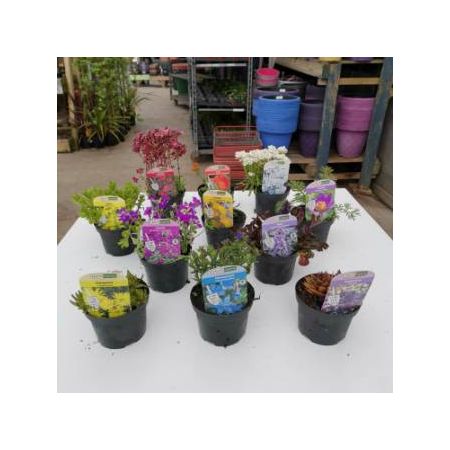 Alpines 10 For £18.00 - Our Selection