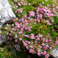 Alpines