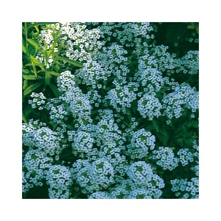 Alyssum Carpet Of Snow- Kings Seeds