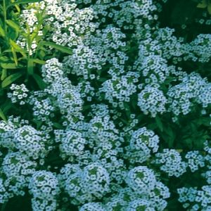 Alyssum Carpet Of Snow- Kings Seeds