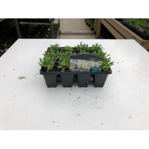 Alyssum Pack - Our Selection