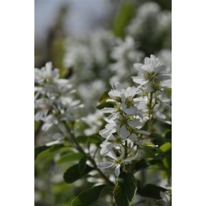 Amelanchier Alnifolia Obelisk® 12L Container