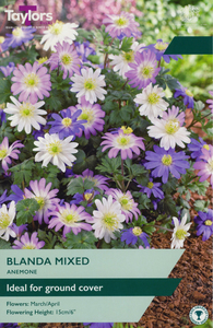 Anemone - Blanda Mixed - 35 Bulb Pack